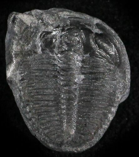 Elrathia Trilobite - Wheeler Shale, Utah #24837